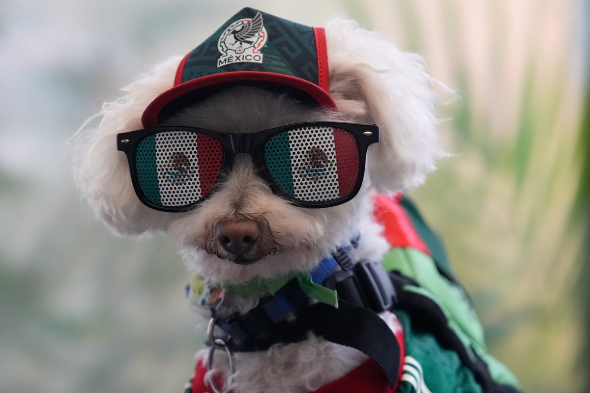 Ce chiot sauveteur à vélo est devenu la star la plus mignonne de la Coupe du monde